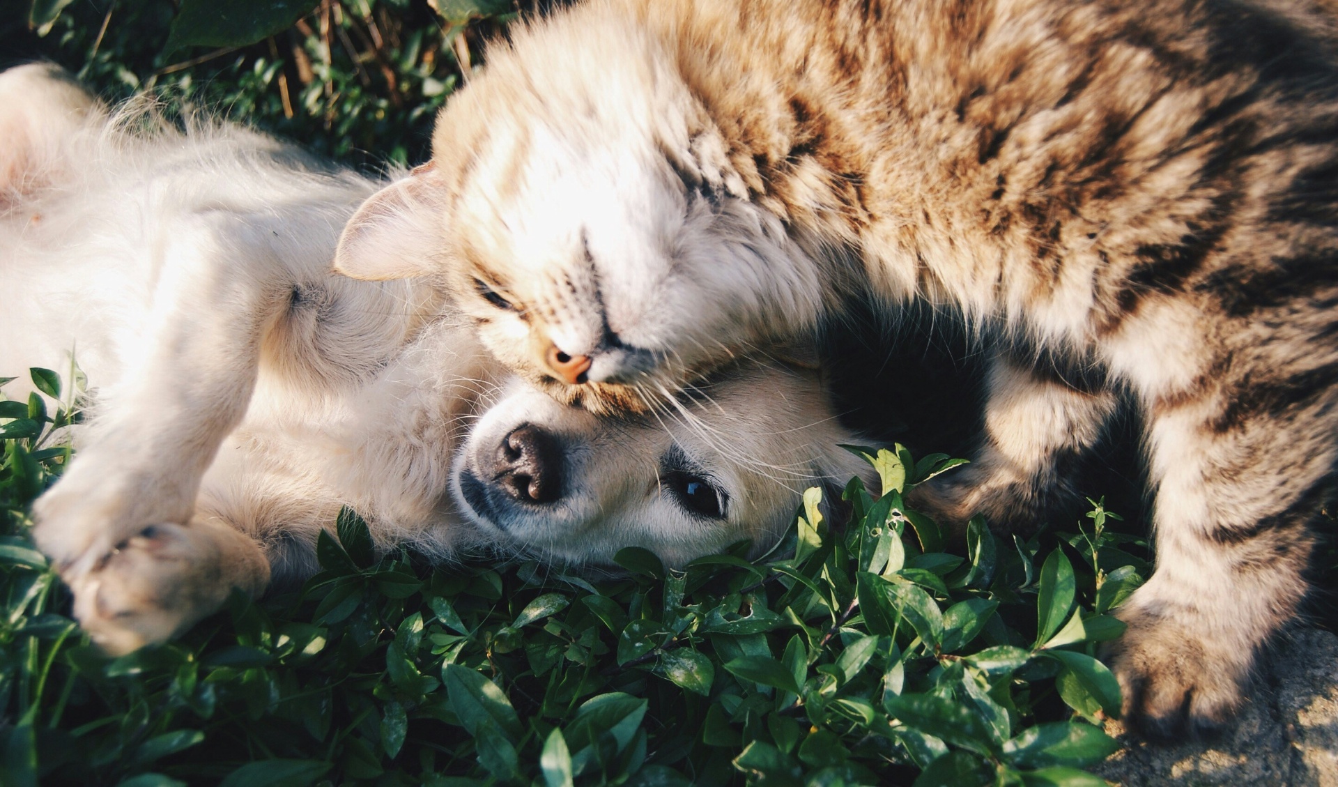 A friendly rescued dog and tabby cat sitting together in golden afternoon light